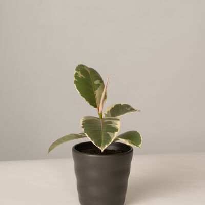 Ficus Elastica Tineke im Lilly Topf - Anthrazit