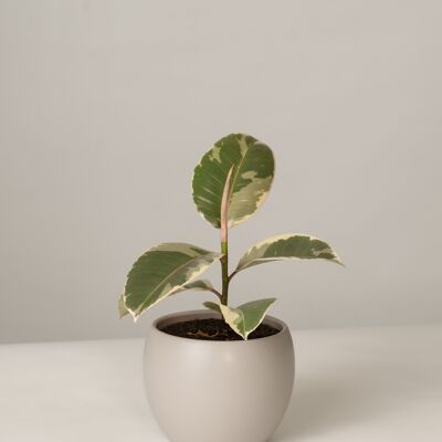 Ficus Elastica Tineke im Lyonel Topf - Stone Grey