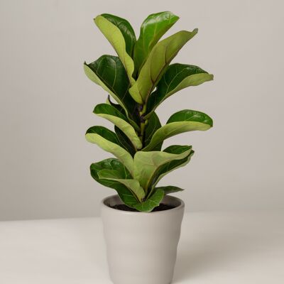 Ficus Lyrata im Lilly Topf - Stone Grey