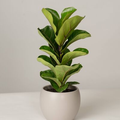 Ficus Lyrata im Lyonel Topf - Stone Grey