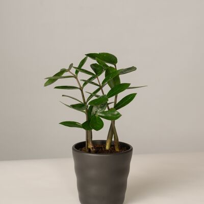 Glücksfeder Zamioculcas im Lilly Topf - Anthrazit