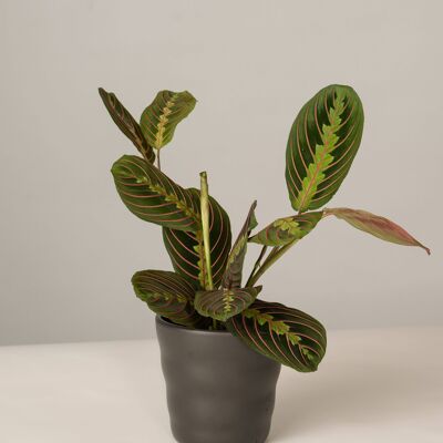 Maranta Fascinator im Lilly Topf - Anthrazit