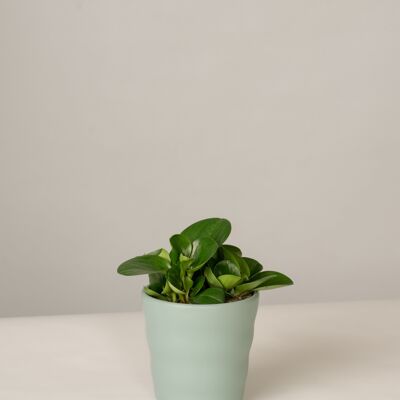 Peperomia Green Gold im Lilly Topf - Green Surf