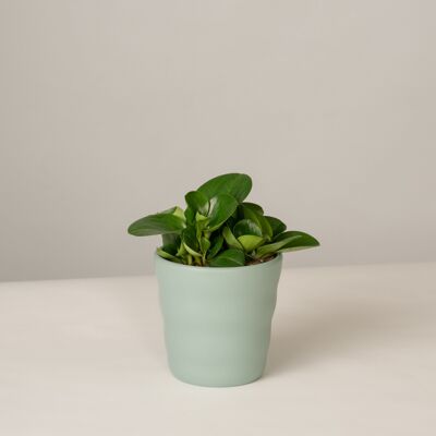 Peperomia Green Gold im Lilly Topf - Green Surf