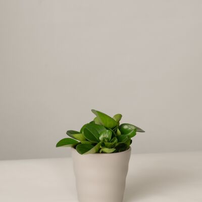 Peperomia Green Gold im Lilly Topf - Stone Grey