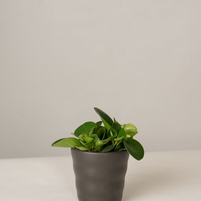 Peperomia Green Gold im Lilly Topf - Anthrazit