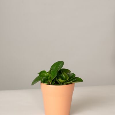 Peperomia Green Gold im Oskar Topf - Toscane