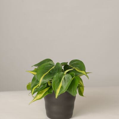 Philodendron Brasil im Oskar Topf - Anthrazit