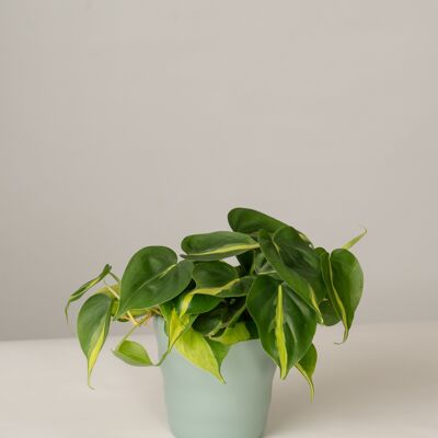 Philodendron Brasil im Lilly Topf - Green Surf