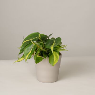 Philodendron Brasil im Lilly Topf - Stone Grey