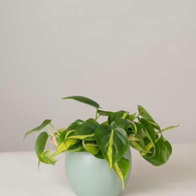 Philodendron Brasil im Lyonel Topf - Green Surf