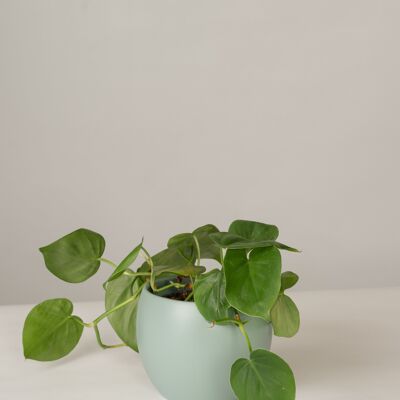 Philodendron Scandens im Lyonel Topf - Green Surf