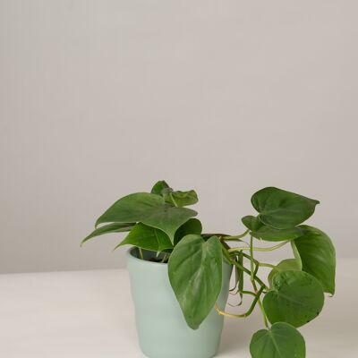 Philodendron Scandens im Lilly Topf - Green Surf
