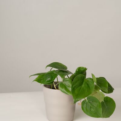 Philodendron Scandens im Lilly Topf - Stone Grey