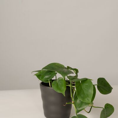 Philodendron Scandens im Lilly Topf - Anthrazit