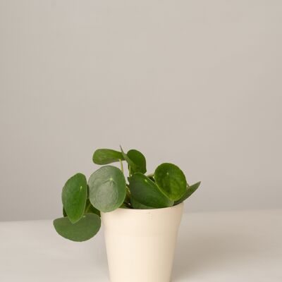 Pilea Glückstaler im Oskar Topf - Panna