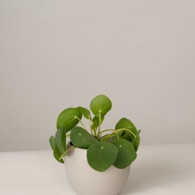 Pilea Glückstaler im Lyonel Topf - Stone Grey