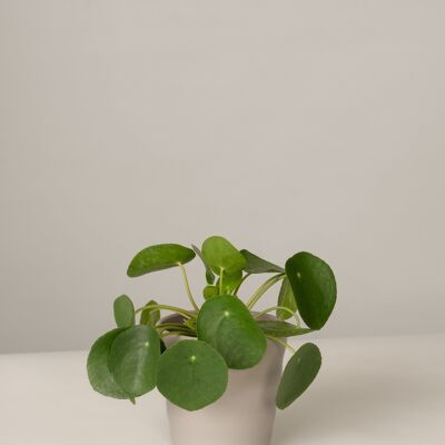 Pilea Glückstaler im Lilly Topf - Stone Grey