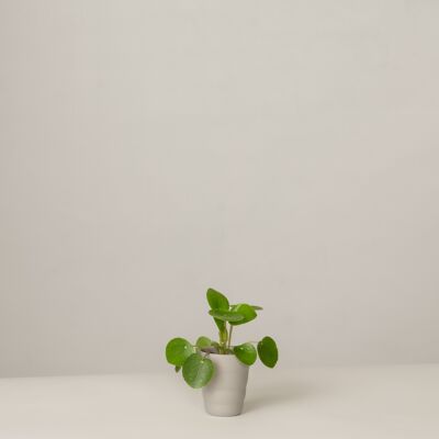 Pilea Glückstaler im Anni Topf - Stone Grey