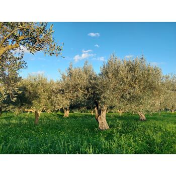 Huile d'olive extra vierge biologique-1 2