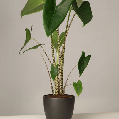 Alocasia Zebrina im Charles Topf - Anthrazit