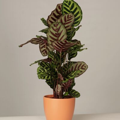 Calathea Mayokana im Charles Topf - Toscane