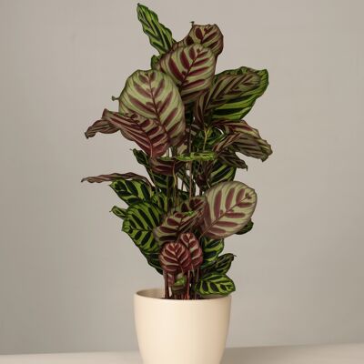 Calathea Mayokana im Charles Topf - Panna