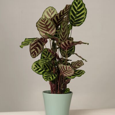 Calathea Mayokana Gerrit Topf - Green Surf