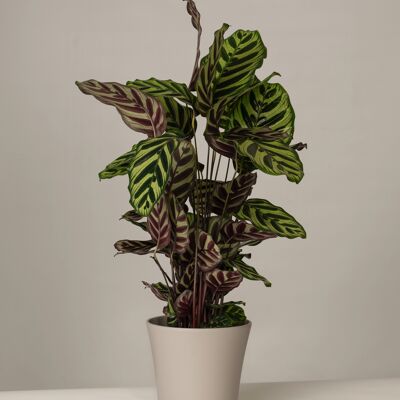 Calathea Mayokana Gerrit Topf - Stone Grey