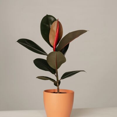 Ficus Elastica Abidjan im Charles Topf - Toscane