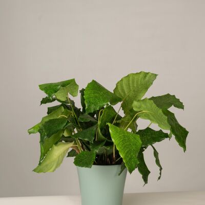 Calathea Network Gerrit Topf - Green Surf