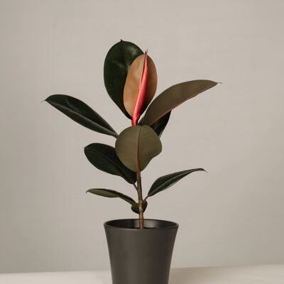 Ficus Elastica Abidjan im Gerrit Topf - Anthrazit