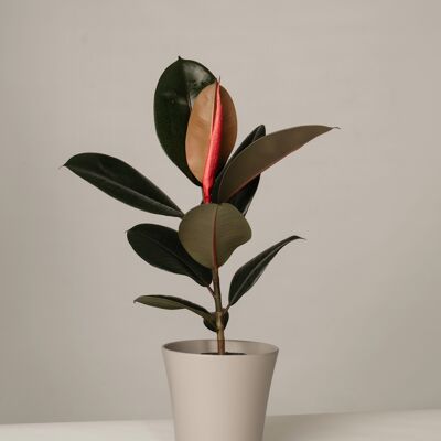 Ficus Elastica Abidjan im Gerrit Topf - Stone Grey