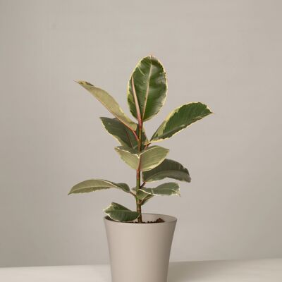 Ficus Elastica Tineke im Gerrit Topf - Stone Grey