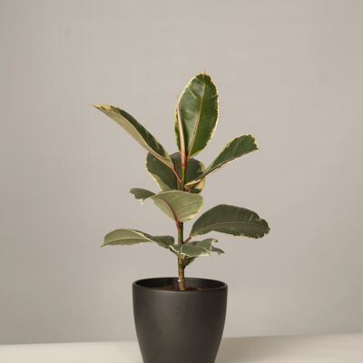 Ficus Elastica Tineke im Charles Topf - Anthrazit