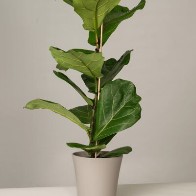 Ficus Lyrata Gerrit Topf - Stone Grey