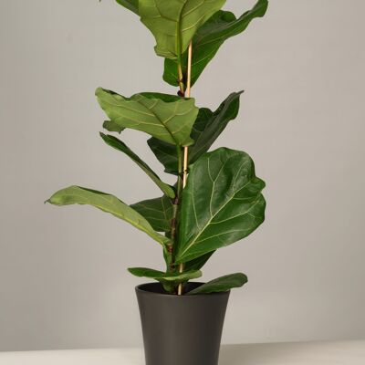 Ficus Lyrata Gerrit Topf - Anthrazit