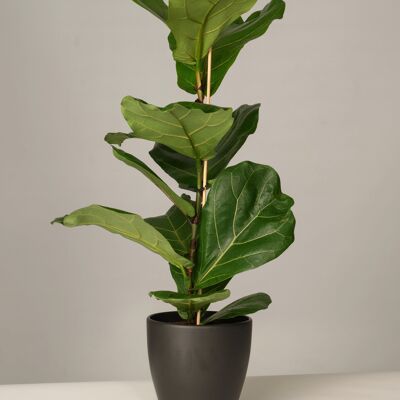 Ficus Lyrata im Charles Topf - Anthrazit