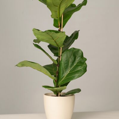Ficus Lyrata im Charles Topf - Panna