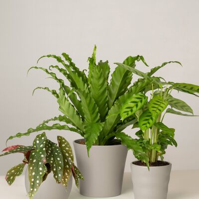 Begonie, Nestfarn, Calathea - Stone Grey