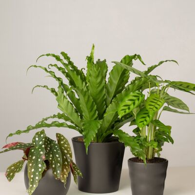 Begonie, Nestfarn, Calathea - Anthrazit