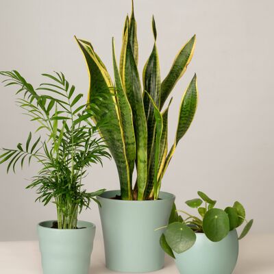 Bergpalme, Bogenhanf, Pilea - Green Surf