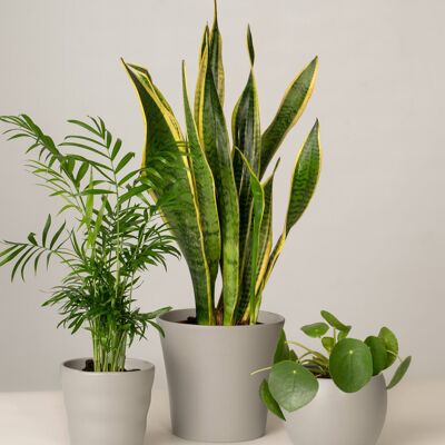 Bergpalme, Bogenhanf, Pilea - Stone Grey