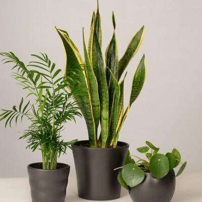 Bergpalme, Bogenhanf, Pilea - Anthrazit