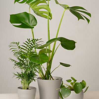 Bergpalme, Monstera, Pilea - Stone Grey