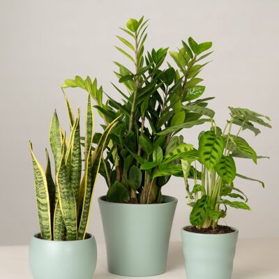 Bogenhanf, Glücksfeder, Calathea - Green Surf