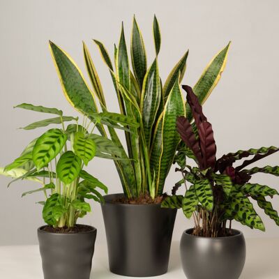 Calathea, Bogenhanf, Calathea - Anthrazit