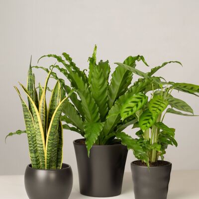 Bogenhanf, Nestfarn, Calathea - Anthrazit