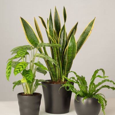 Calathea, Bogenhanf, Nestfarn - Anthrazit