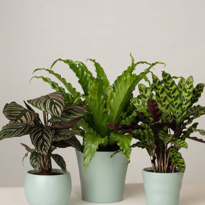 Calathea, Nestfarn, Calathea - Green Surf